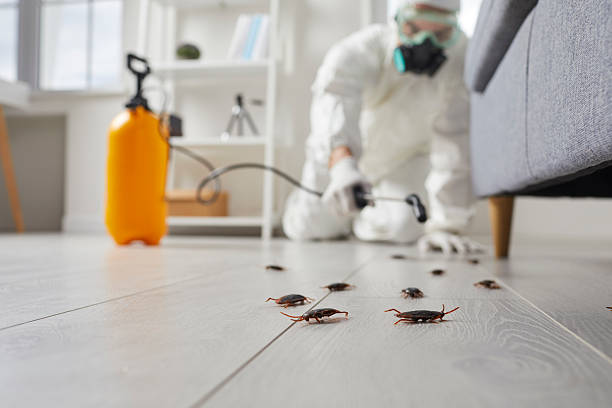 Post-Treatment Bed Bug Interceptor Monitoring in Sun Valley